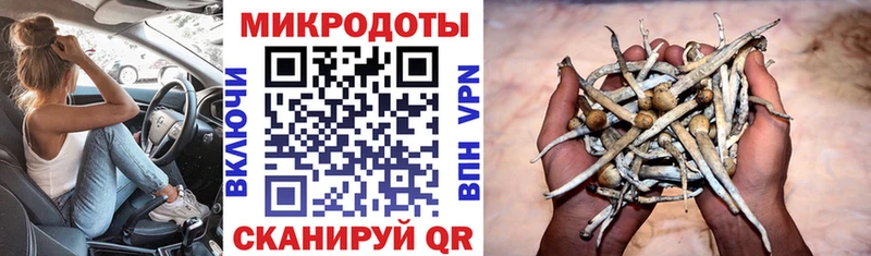 закладки  Александровское  Псилоцибиновые грибы Cubensis 